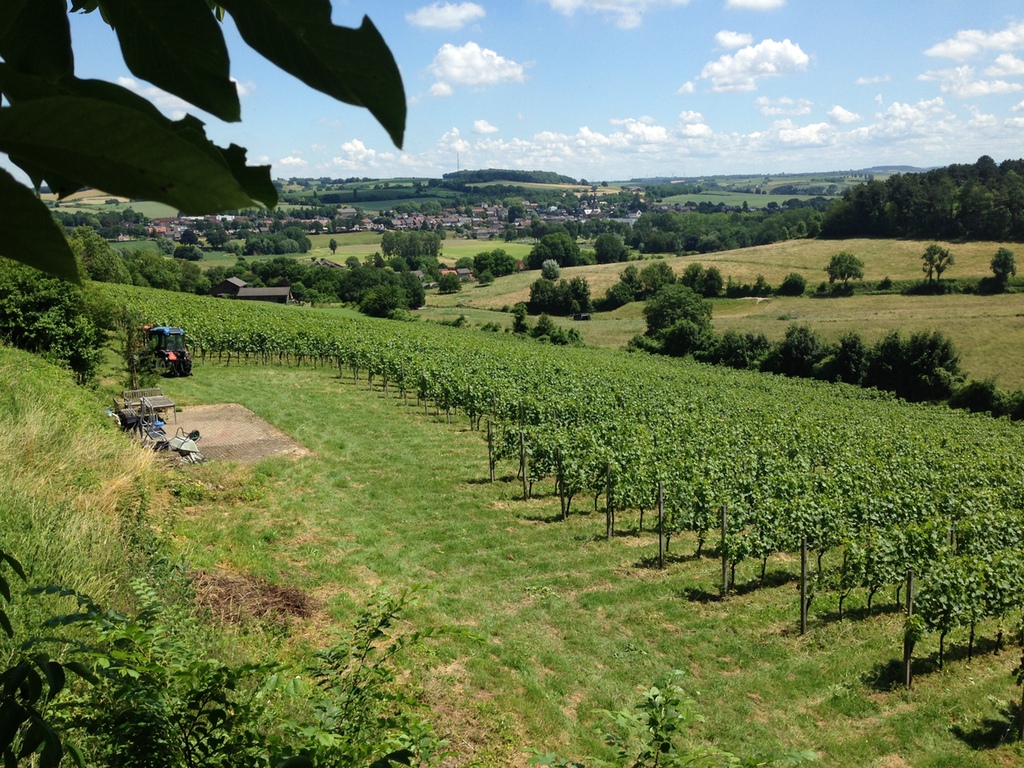 uitzicht op geuldag vanuit wijngaard