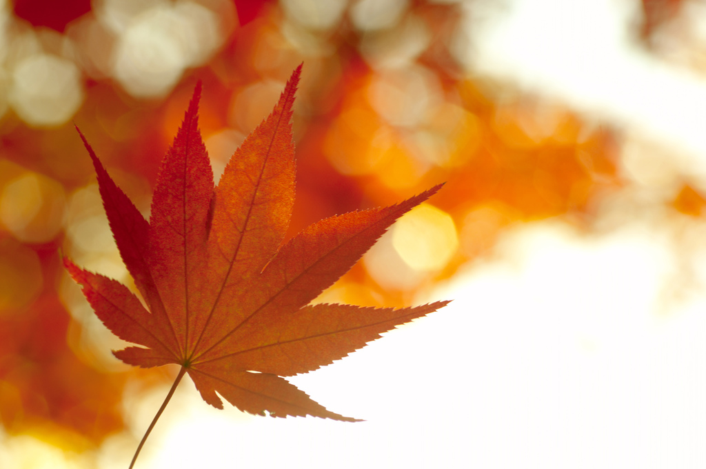 herfstblad