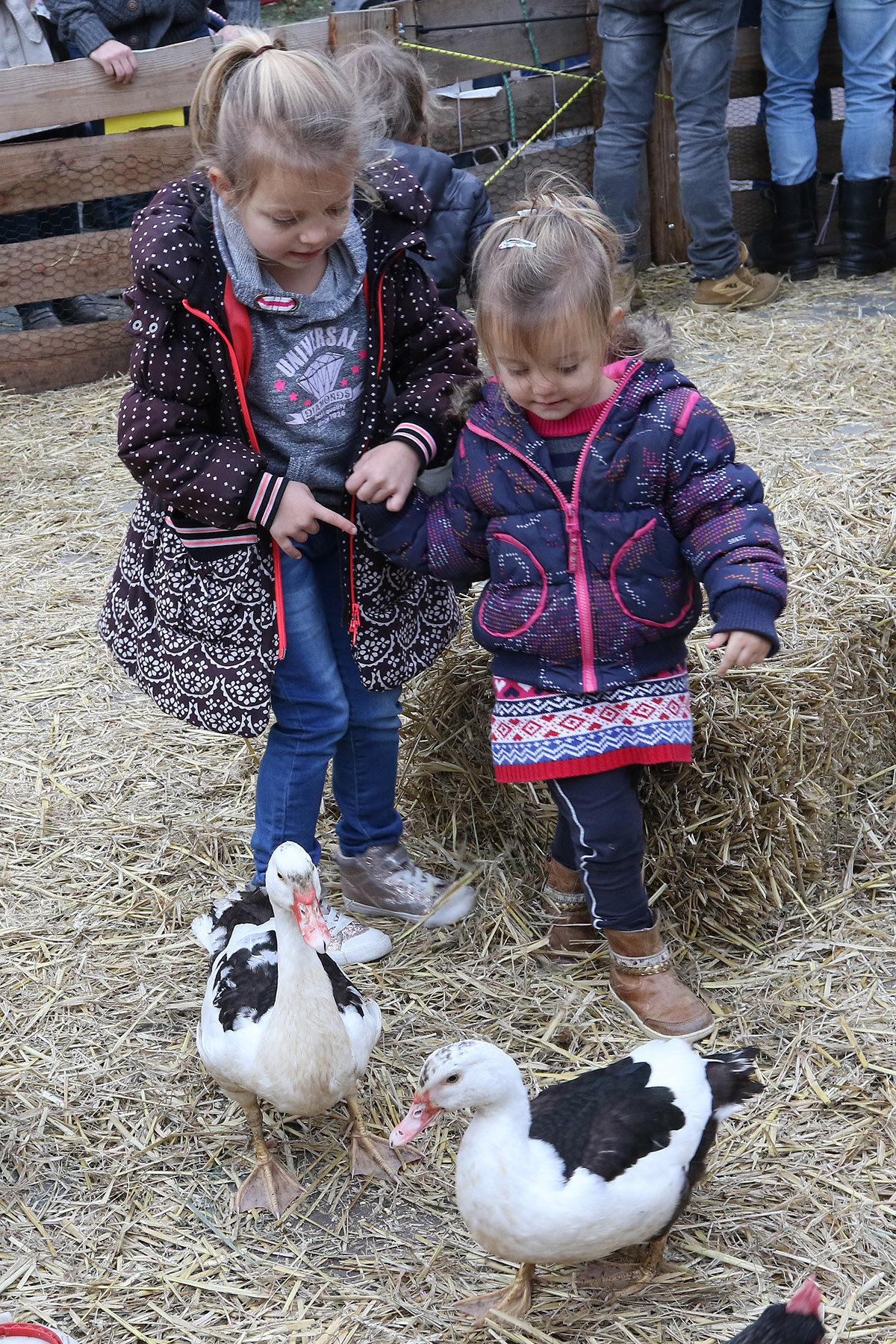 Kinderen kijken naar eenden die door stro lopen