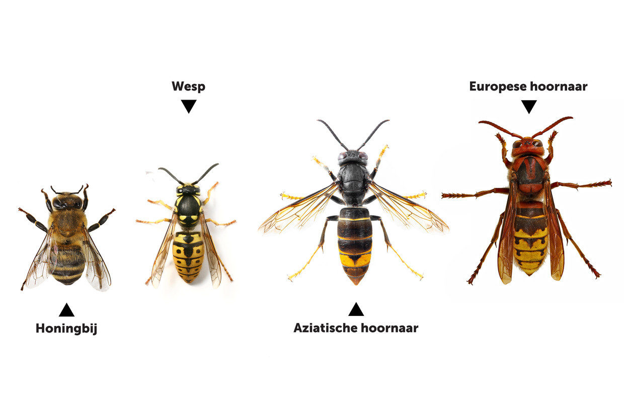 aziatische hoornaar